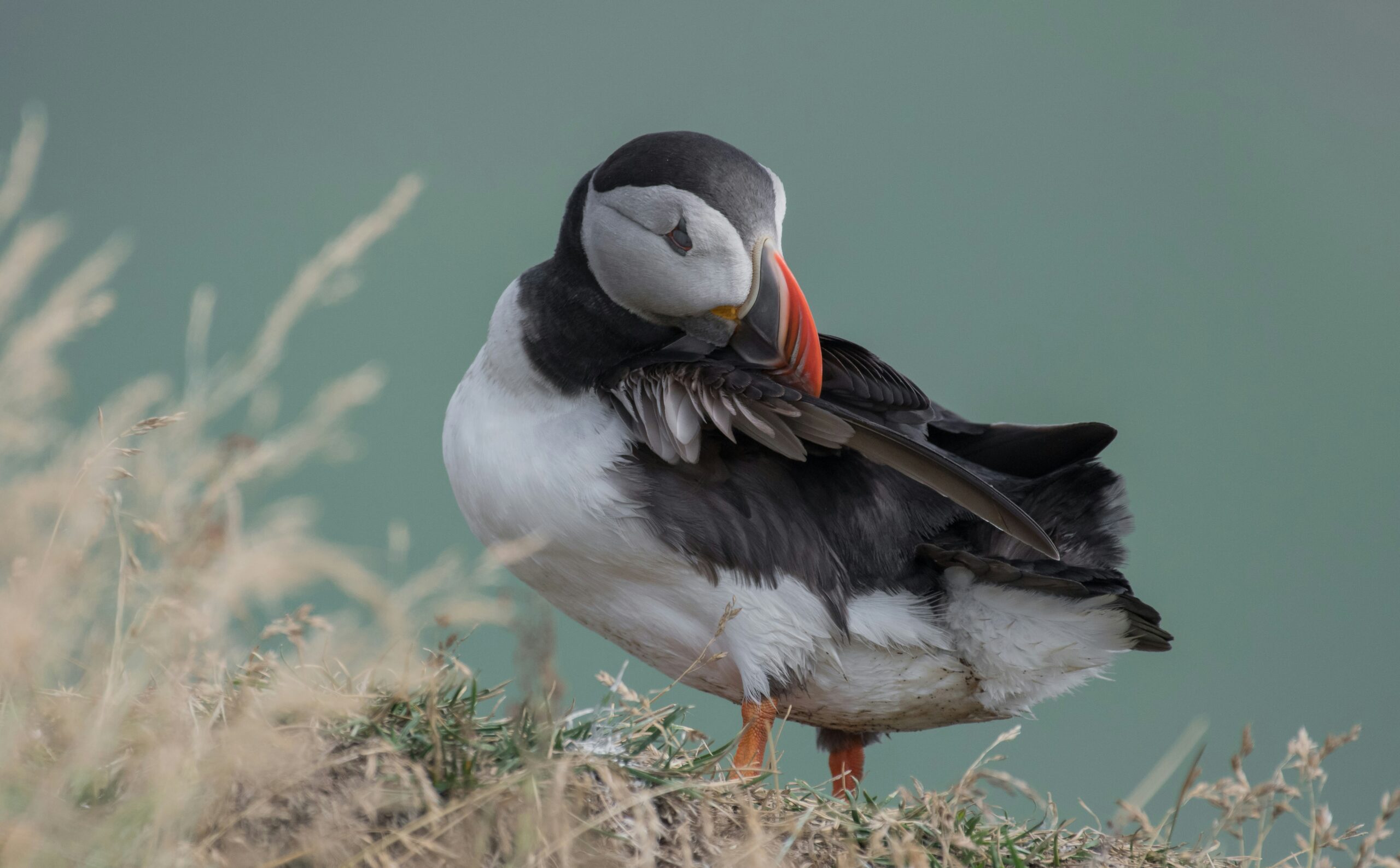 Birdwatching Business Name Generator